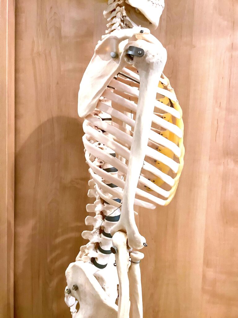 背骨を見れば不調が分かります！健康な身体は背骨の状態次第。骨格の見直しを！ | 骨格ドック・骨格整体 横浜市中区関内の整体【リ・サンテ】