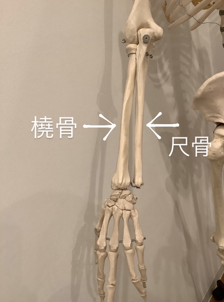 手首の痛みは前腕の骨の歪みが影響も、橈骨と尺骨を正し痛みによる不安も解消へ | 骨格ドック・骨格整体 横浜市中区関内の整体【リ・サンテ】